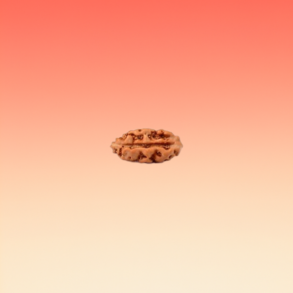 Ek Mukhi Rudraksha