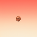 MUKHI 11